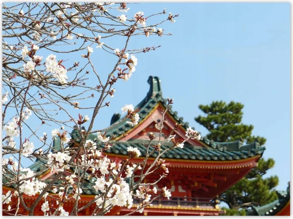 Poszterek 135x100 Virágzó cseresznye Japánban