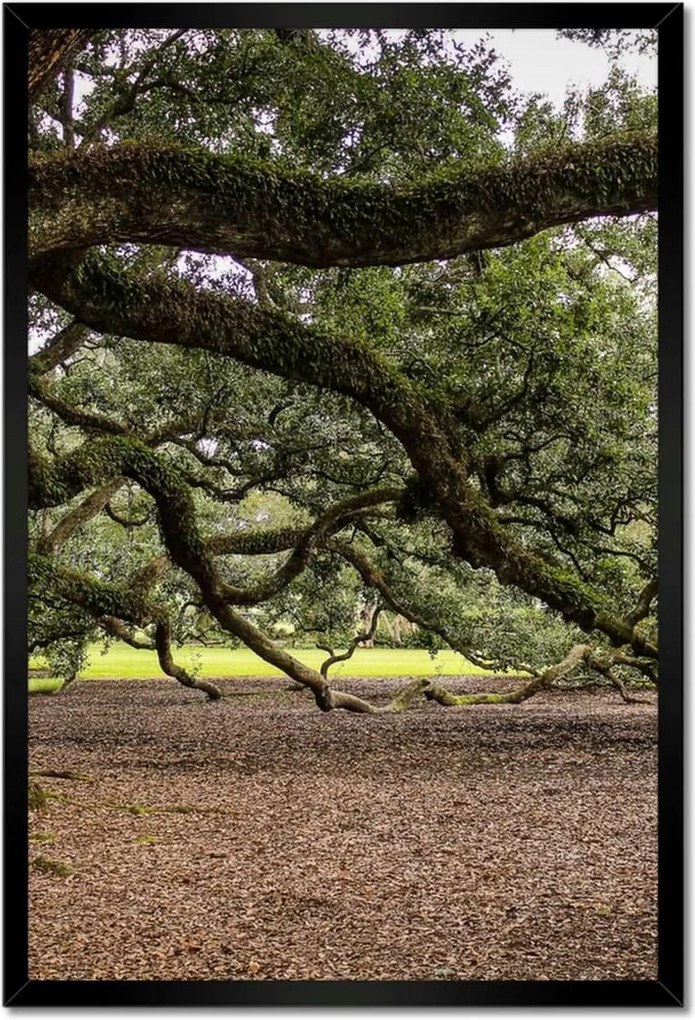 Poszterek keretben 40x60 Szétnyitható tölgy