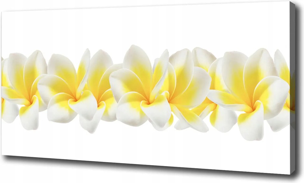 Canvas falikép Plumeria 100x70 cm