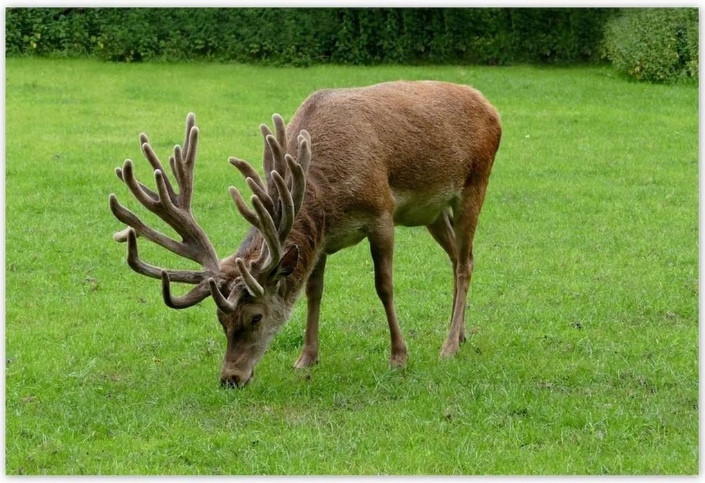 Poszterek 185x125 Szarvas felszarvazott