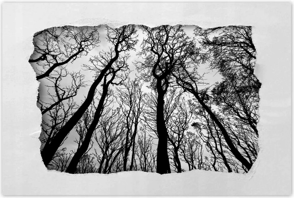 Poszterek 120x80 Erdő Fák Kilátás alulról