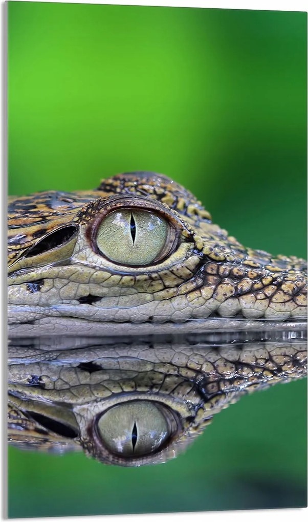 Üveg Vágódeszka 30x52 Krokodil a Konyhába