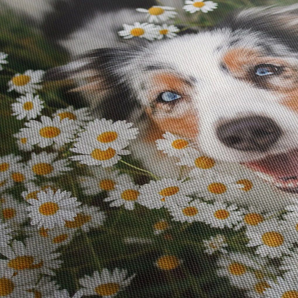 Kép - Ausztrál juhászkutya (90x60 cm)