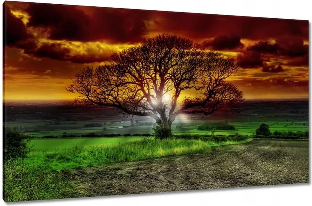 Vászonkép 120x70 Varázslatos fa tájkép
