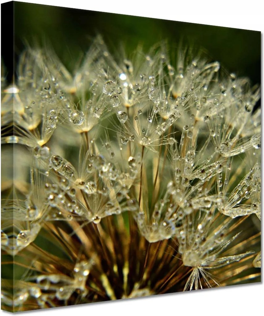 Vászonkép 60x60 Pitypang Virág Virágok