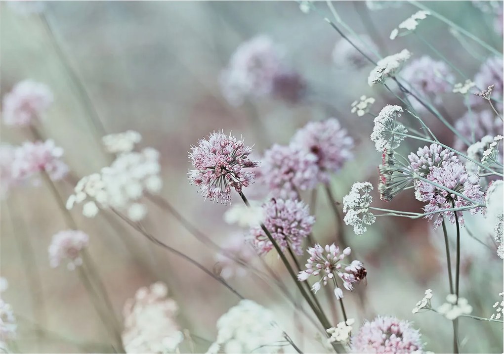 Fotótapéta Dekoratív Fali Tapéta Mezei virágok Képek 312x219