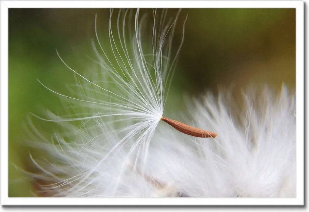 Poszterek keretben 60x40 Pitypang Virág Virágok