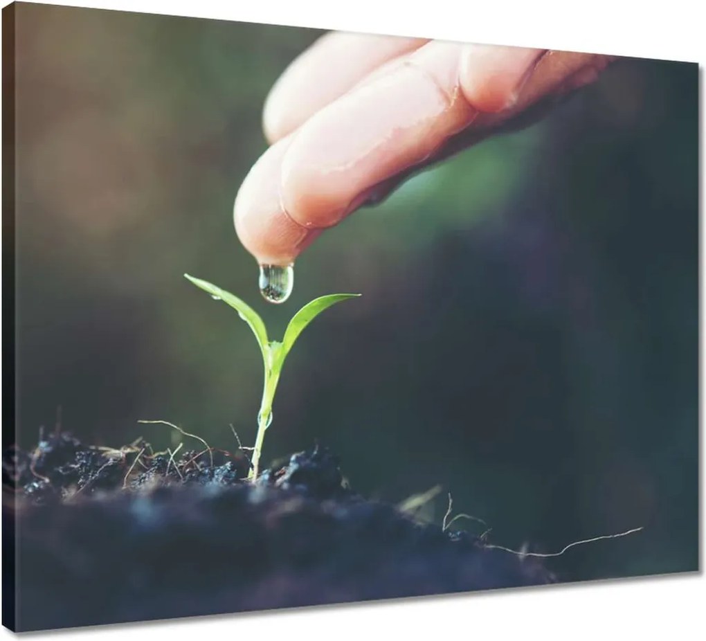 Vászonkép 50x40 Palánta növény csepp