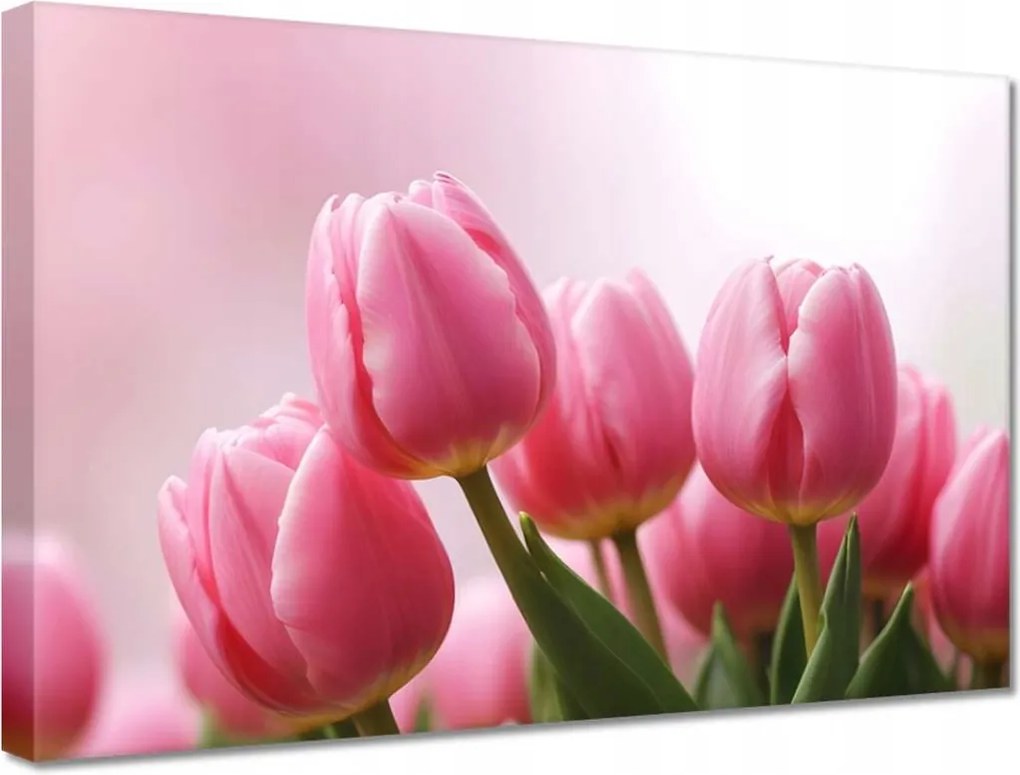 Vászonkép 30x20 Rózsaszín tulipánok