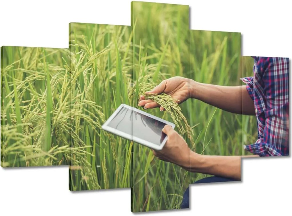 Képek 150x105 A termést vizsgáló gazda