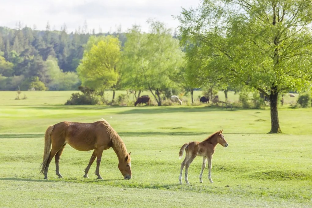 Poszter 60x40cm Ló és csikó, Assaf Frank