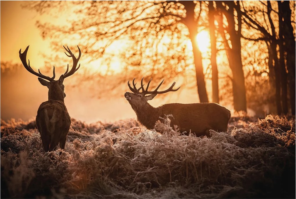 Dekoratív Fali Fotótapéta Szarvasok a falon reggel 104x70 Ragasztó