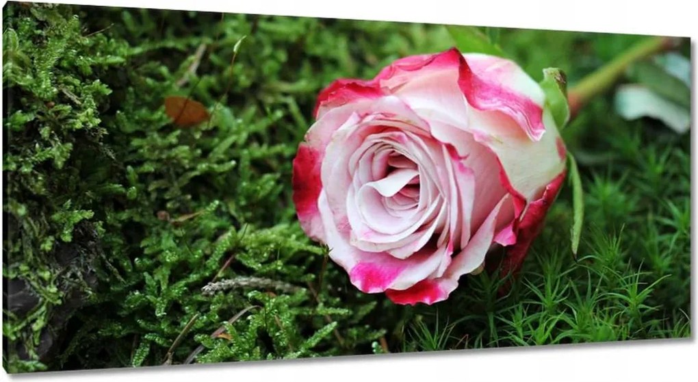 Vászonkép 115x55 Rózsa Virág Virágok Rózsa