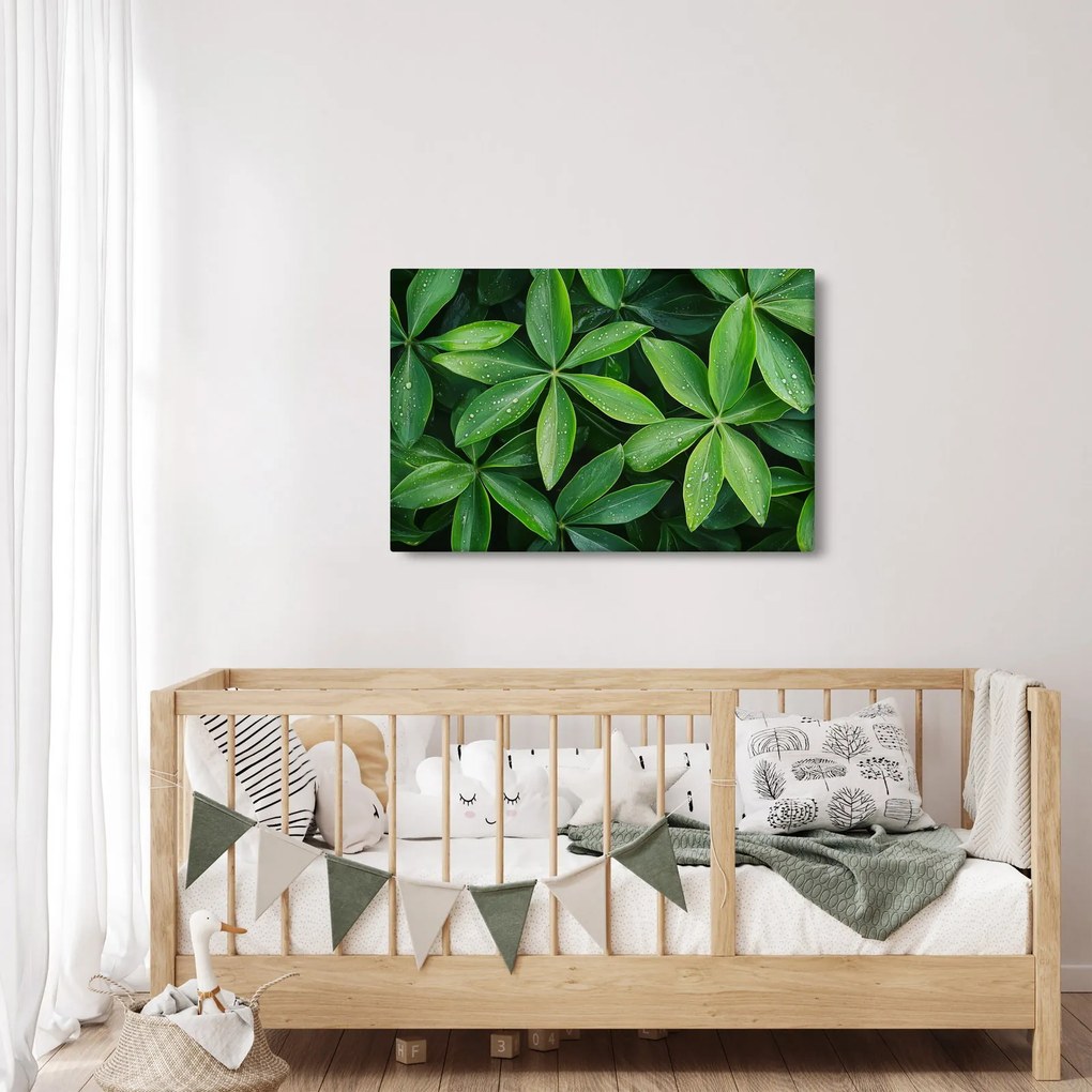 Kép - Levelek harmatcseppekkel (90x60 cm)