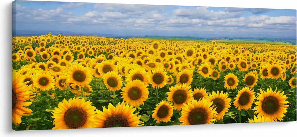 A napraforgó mező képe (120x50 cm)