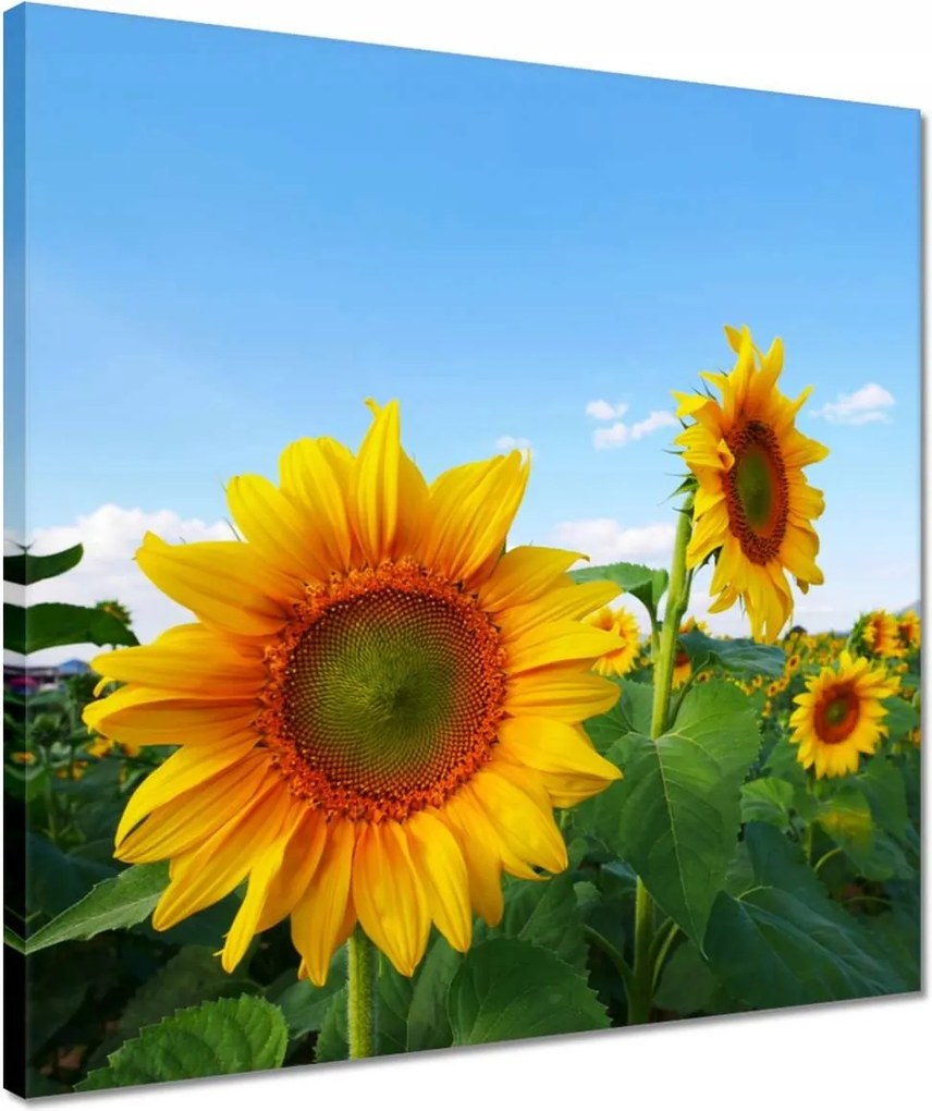 Vászonkép 40x40 Napraforgók Égbolt