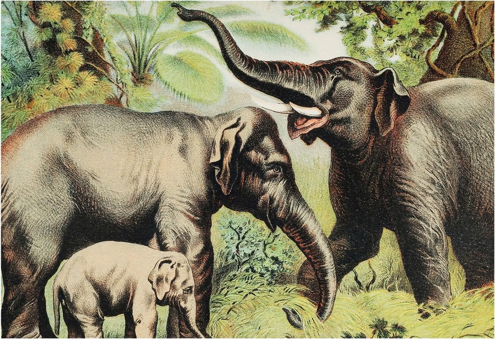 Dekoratív Fotótapéta Furnér Flizelin Családi elefántok 152x104 Ragasztó