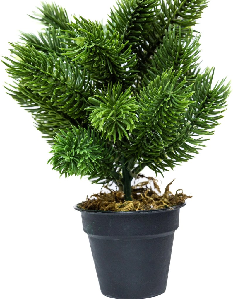 Mini műfenyő cserépben 22 cm Hó nélküli