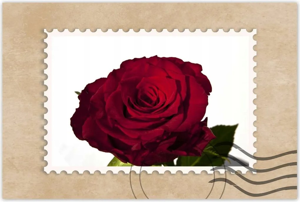 Poszter 60x40 Vörös rózsa fehér között