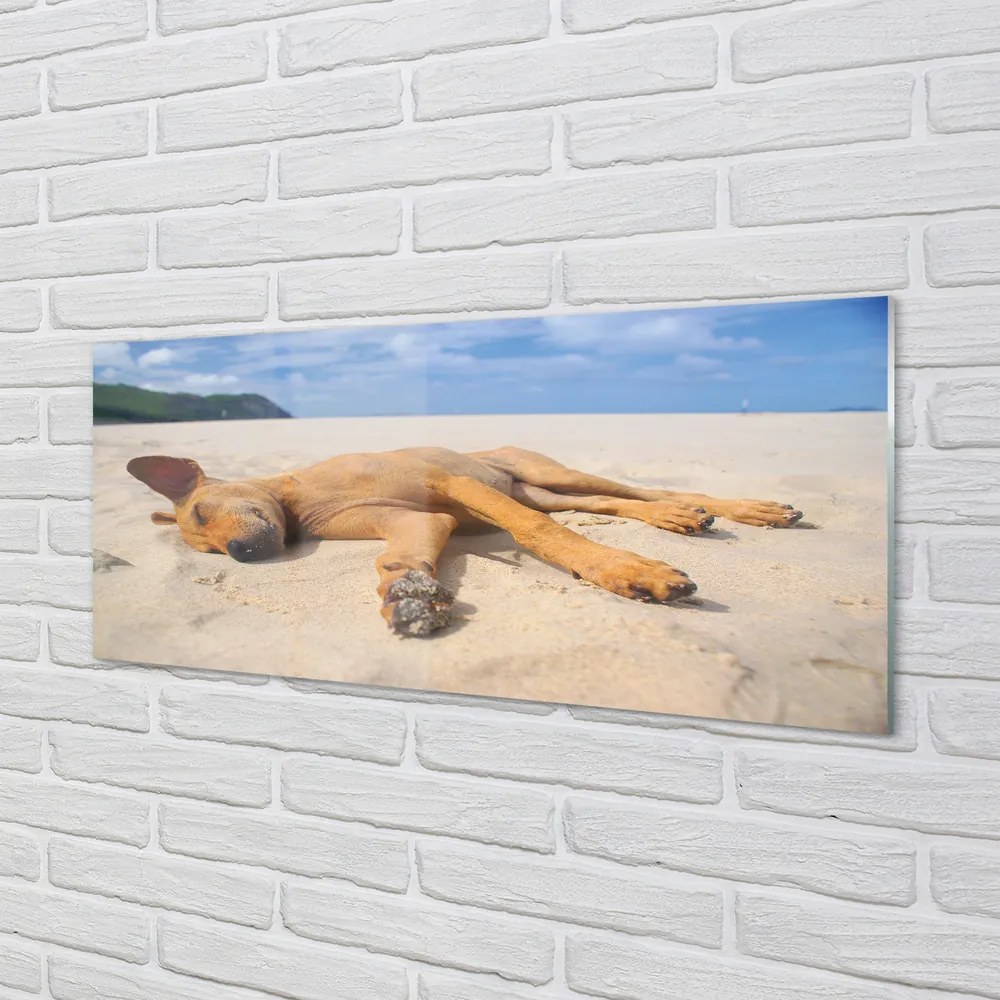 Üvegképek Fekvő kutya strand 120x60cm