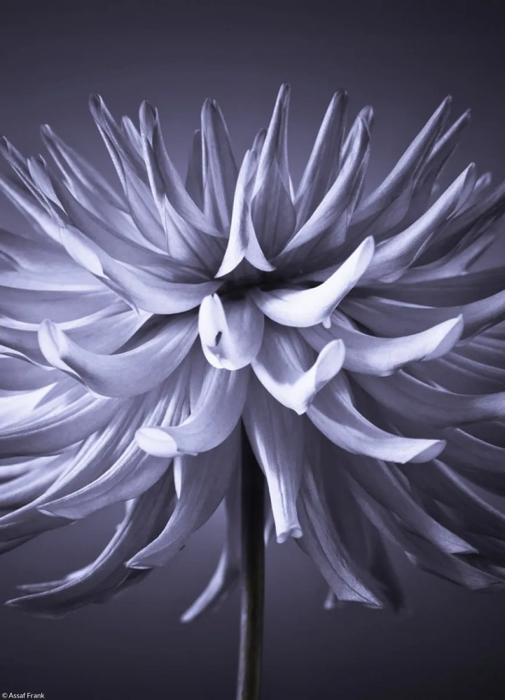 Poszter 20,5x28,4cm Dália virág 3, Assaf Frank