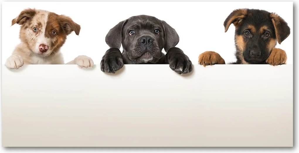 Fotótapéta üvegfalra Három kiskutya 140x70