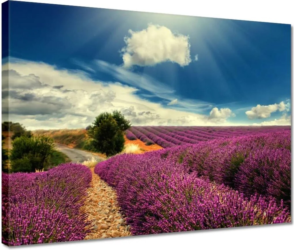 Vászonkép 40x30 Levendula tájkép