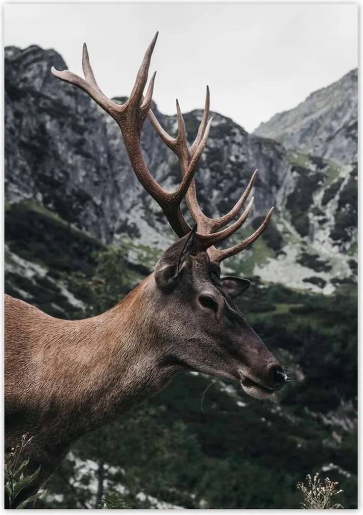 Poszterek 70x100 Szarvas felszarvazott