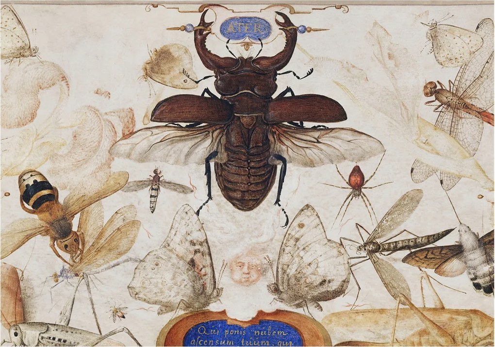 Fali fotótapéta előszoba konyhába Természetes harmónia 312x219 Ragasztó