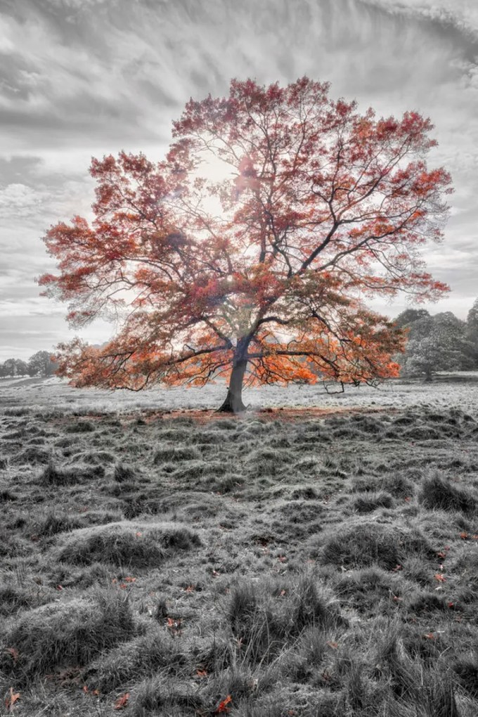 Poszter 61x91,5cm Egy fa az őszben, Assaf Frank