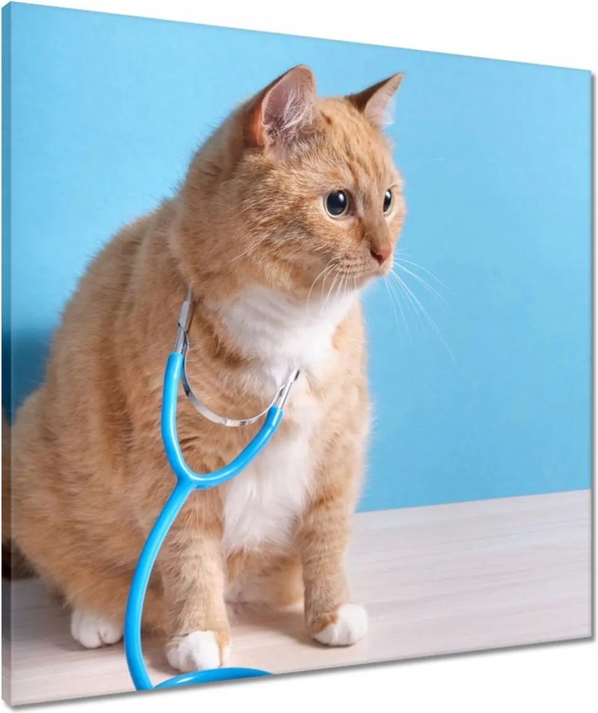 Vászonkép 60x60 Vörös macska sztetoszkóppal