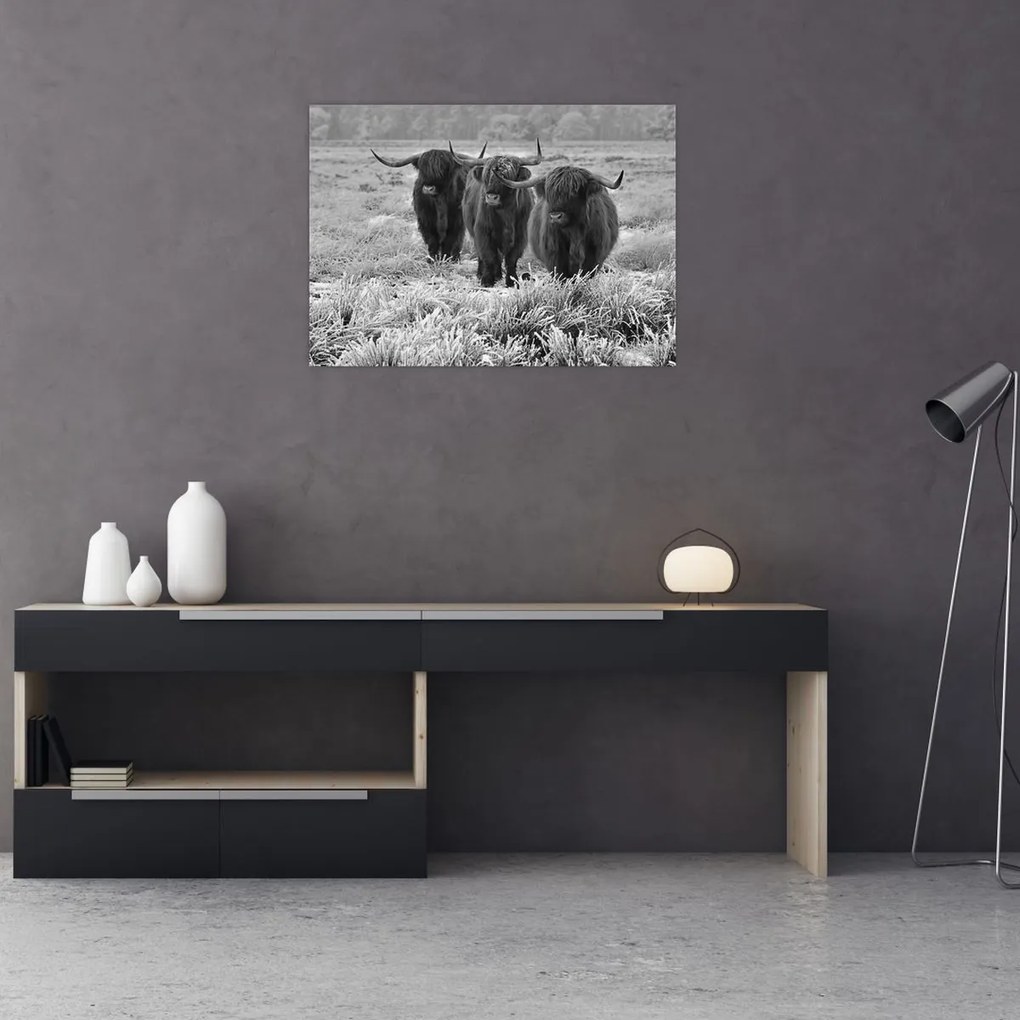 Üveg kép - Skót tehenek (70x50 cm)
