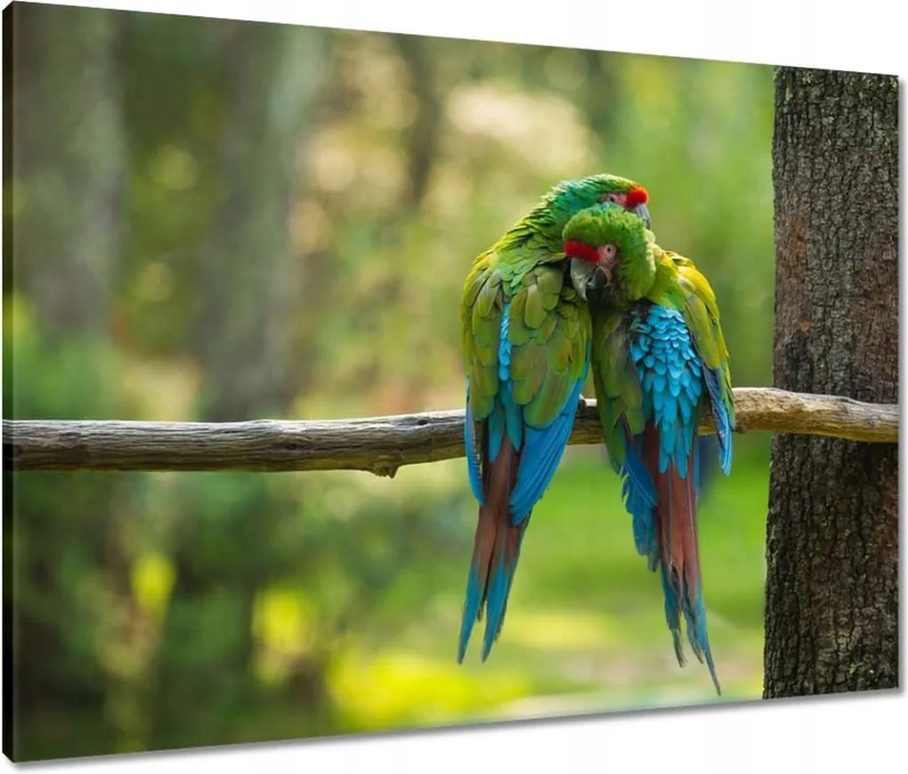 Vászonkép 80x60 Papagájok Madarak