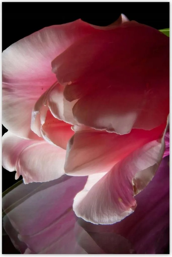 Poszterek 80x120 Rózsaszín tulipán virág