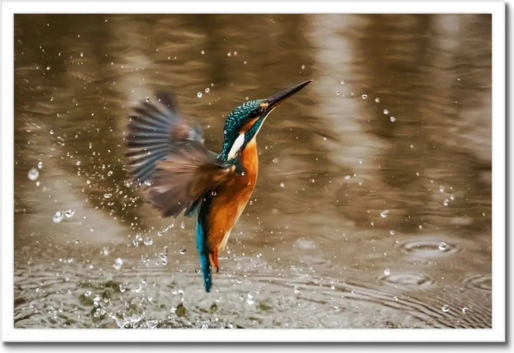 Poszterek keretben 60x40 Vízivó madár Madár