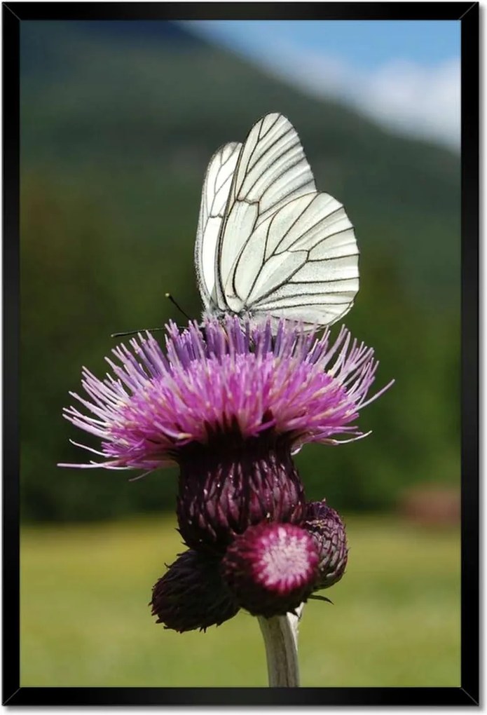 Poszterek keretben 40x60 Fehér káposzta