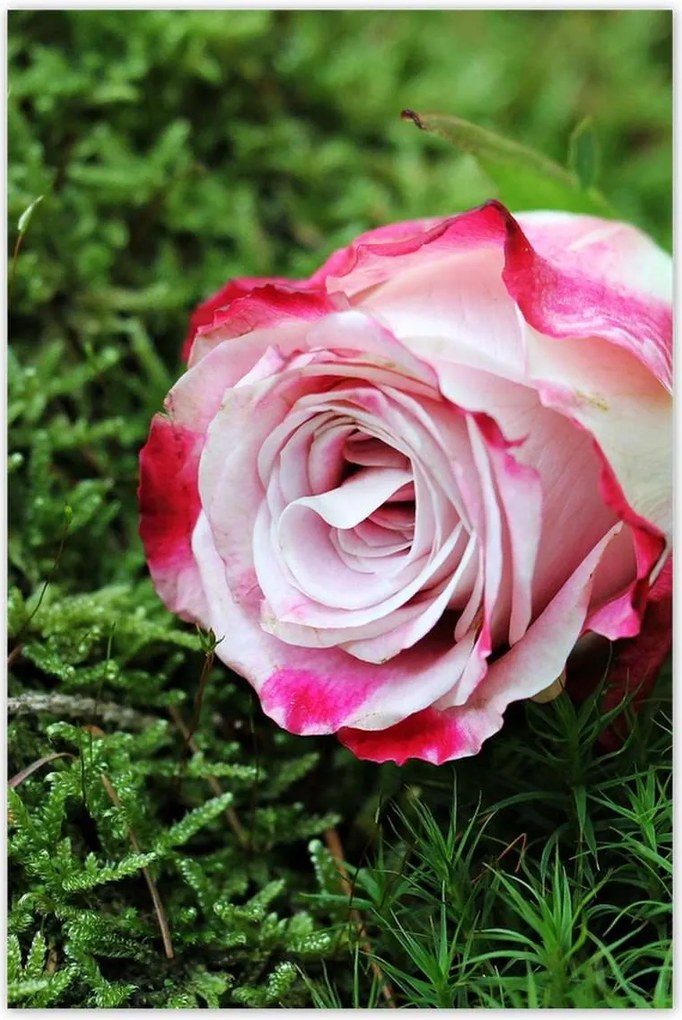 Poszterek 80x120 Rózsa Virág Virágok Rózsa