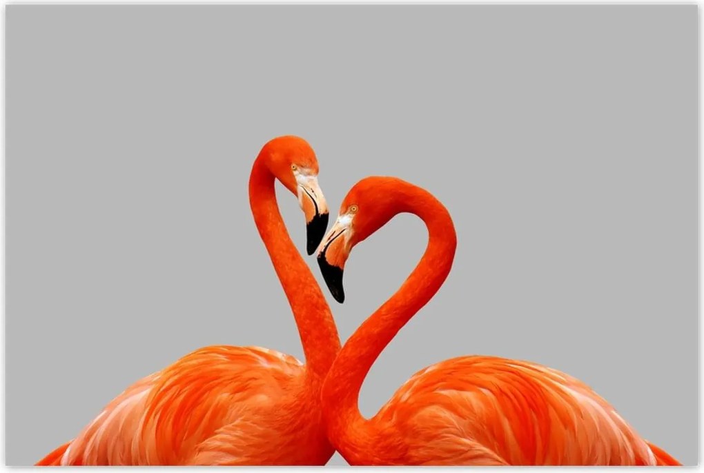 Poszterek 90x60 Flamingók
