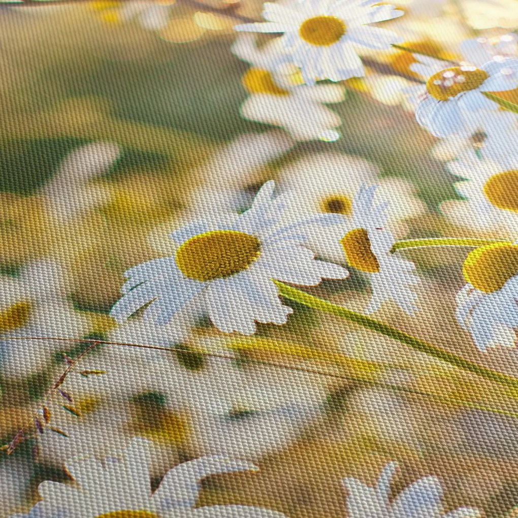 Kép - Százszorszépek (90x60 cm)
