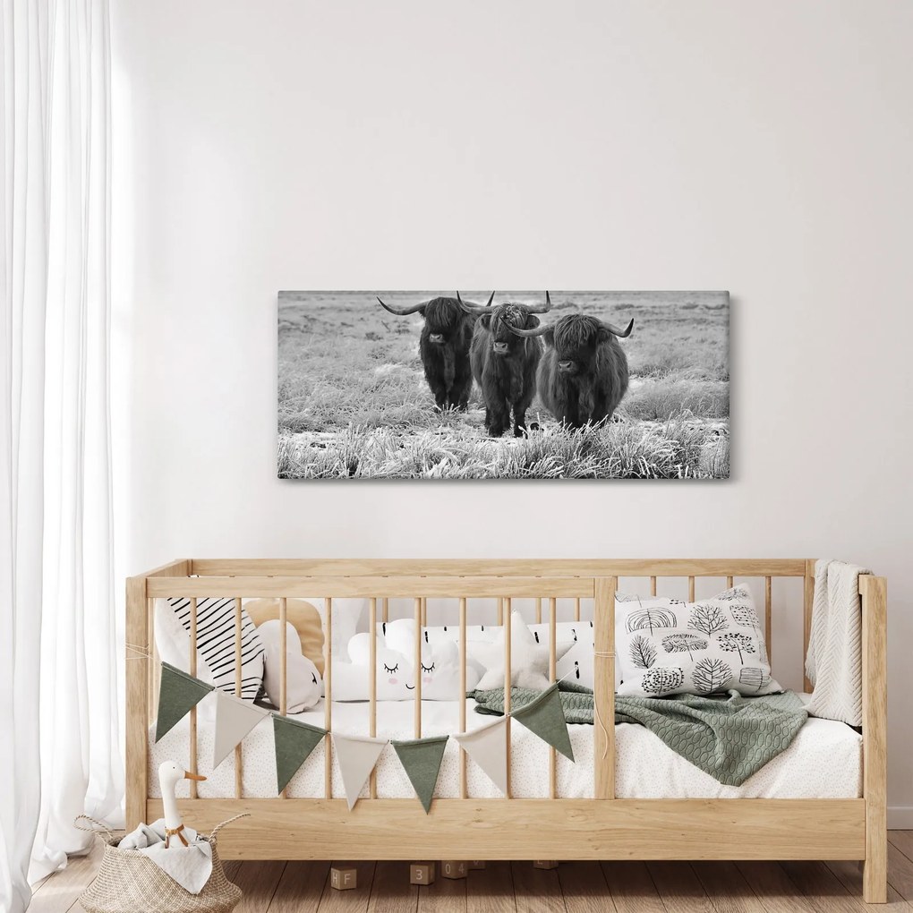 Kép - Skót tehenek (120x50 cm)