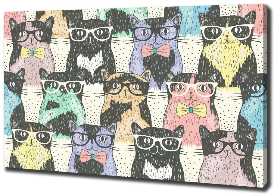 Vászonkép Macskák szemüveg pl-oc-100x70-f-58024892