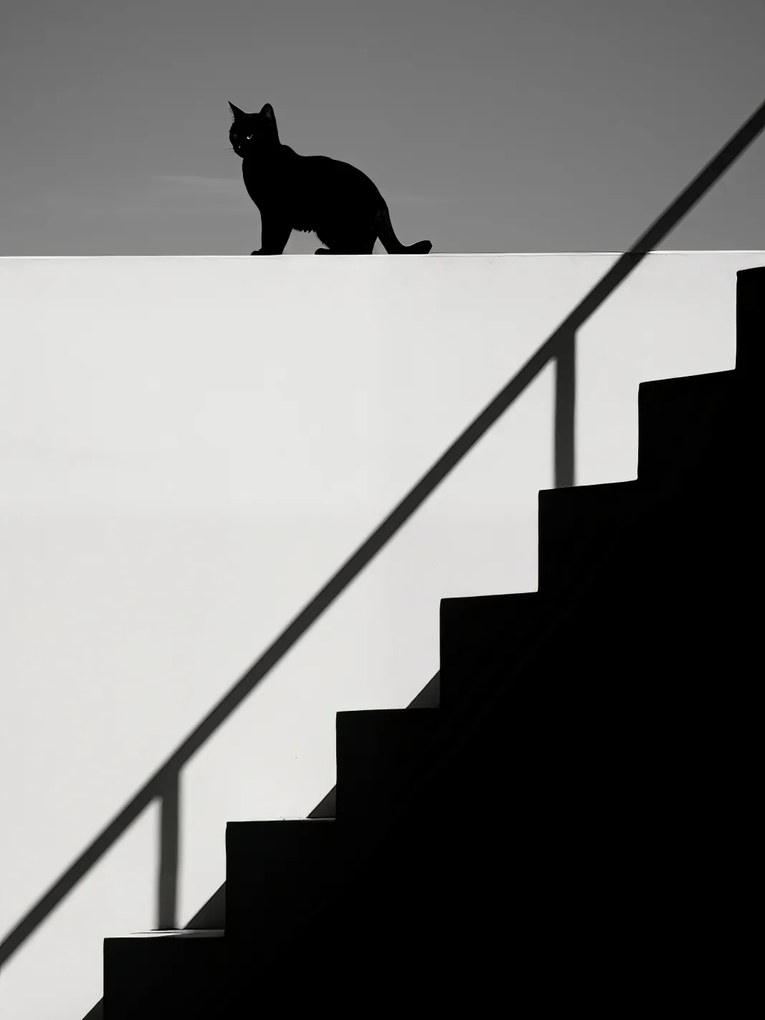 Poszter 75x100cm Sziluett és szimmetria