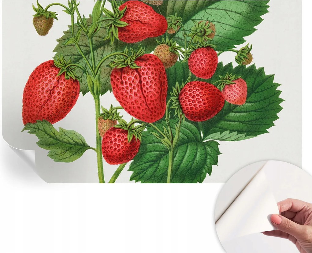 Öntapadós Dekoratív Fotótapéta Hálószobába Nyári gyümölcsök 416x254 cm