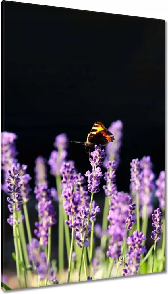 Vászonkép 80x120 Gyönyörű pillangó a levendulán