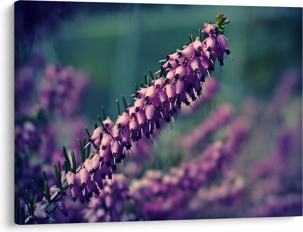 Levandula képe (70x50 cm)