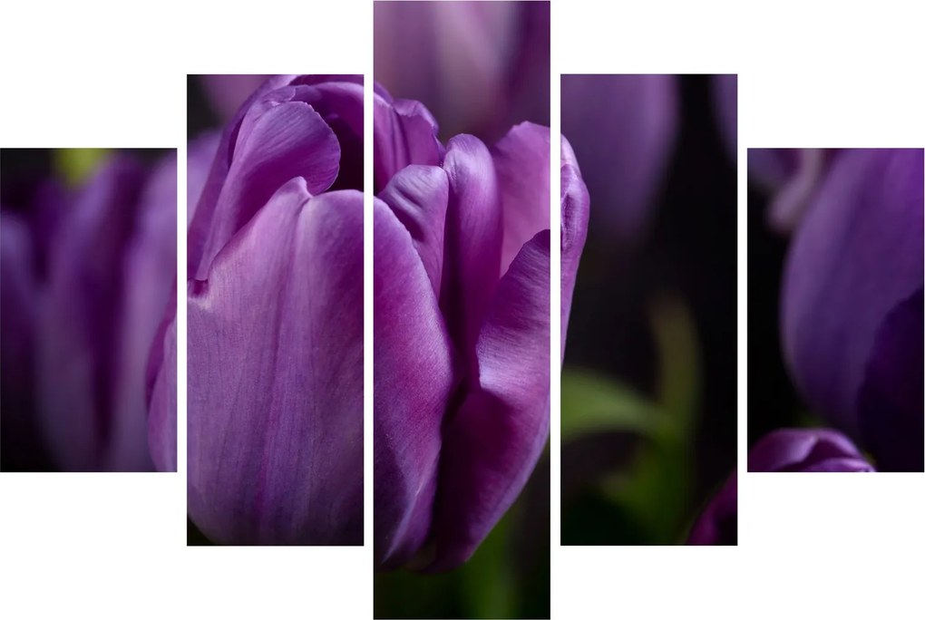 Tulipán vírág képe (150x105 cm)