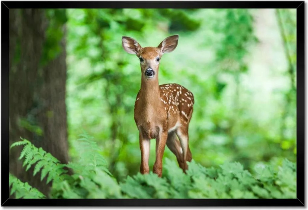 Poszterek keretben 60x40 Szarvas az erdőben Erdő