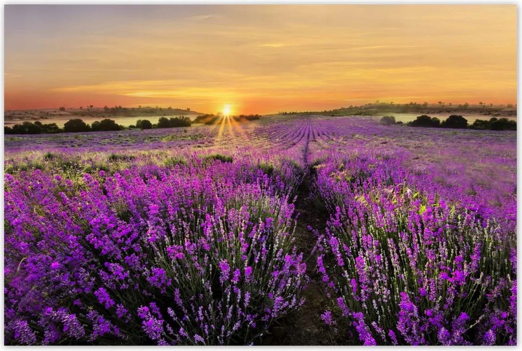 Poszterek 120x80 Levendula naplemente