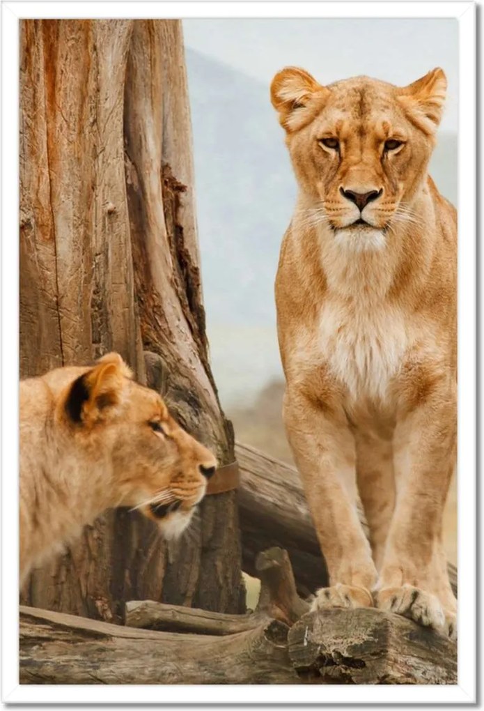 Poszterek keretben 40x60 Oroszlánok Afrikában