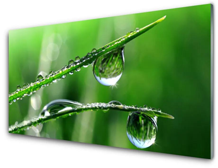 Üvegkép falra Grass Dew Drops 140x70 cm